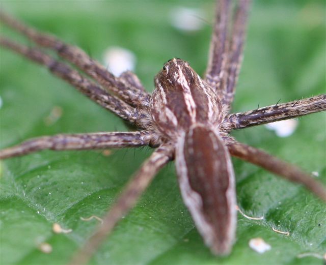 Pisaura sp.